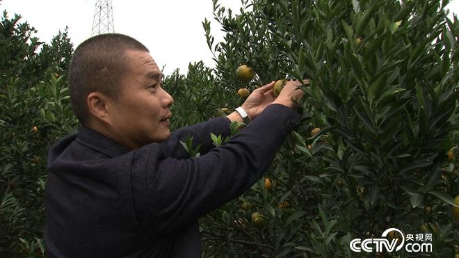 廣東江門(mén)黃建社致力青柑橘皮